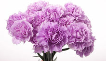 Multicolor Carnation Seeds for a colorful addition to any planting