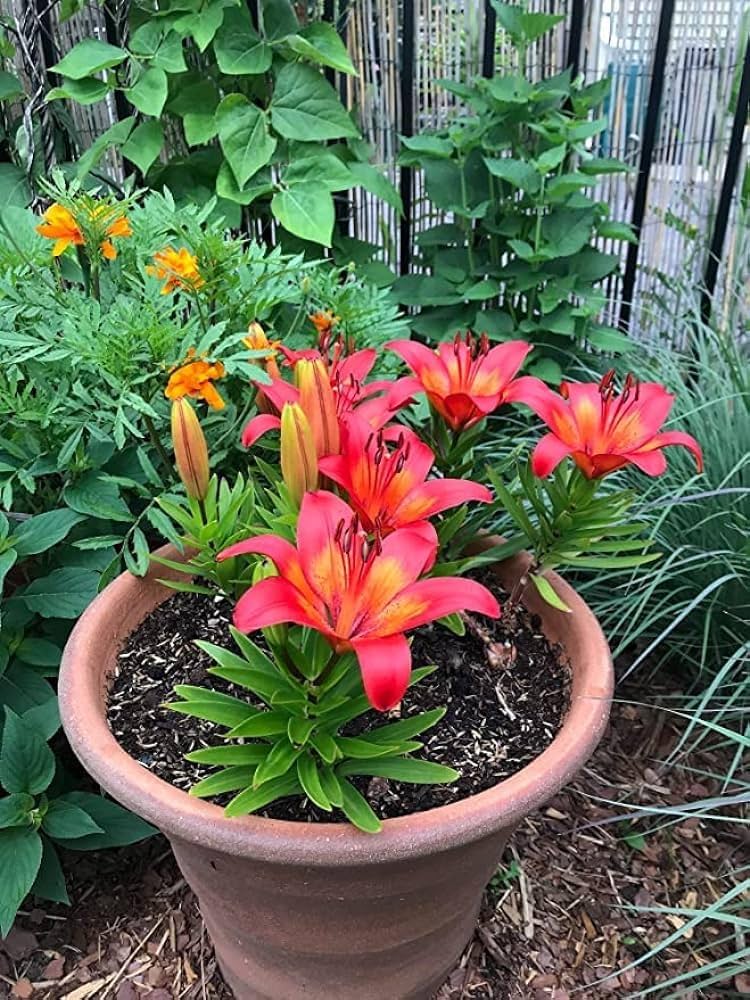 Red and blue lily flower seeds