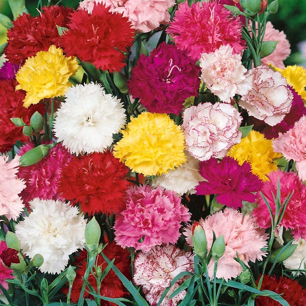 Carnation Dianthus caryophyllus for planting in flower bed