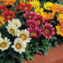 Gazania Daybreak Series mix flower Seeds known for sun-loving annual color
