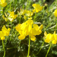 Trefoil Lotus Corniculatus Bird's Foot Seeds for a bright addition to the Native Gardens