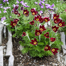 Red Anemone Pulsatilla Seeds for a lasting addition to the Garden or Bonsai