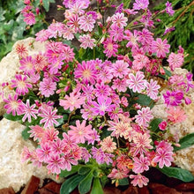Strain Seeds for a lasting display in the Flower Bed