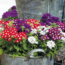 Perennial Ground Cover Moss Verbena Seeds for reliable seasonal color