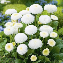 Bellis Perennis White Daisy Seeds for gardeners building out beds and borders