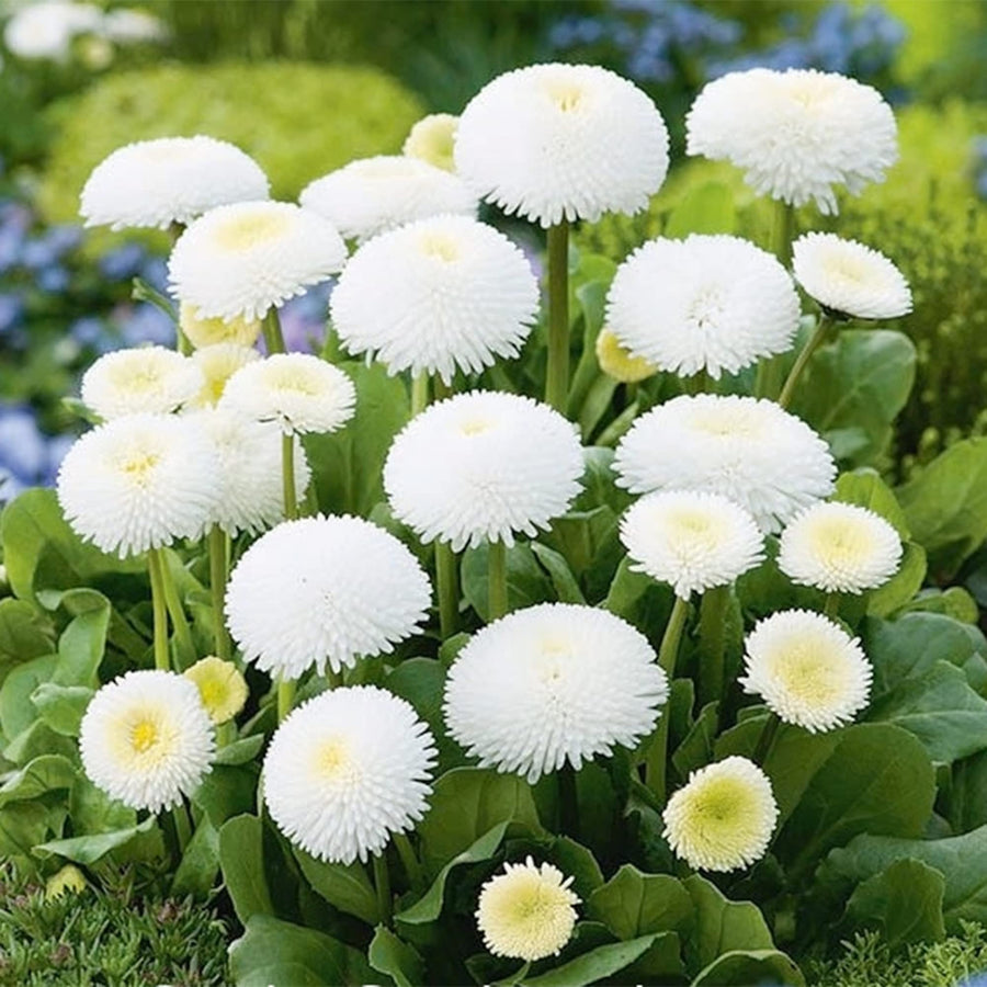 Bellis Perennis White Daisy ��������� Bellis perennis ��������� for planting in biennial flower beds