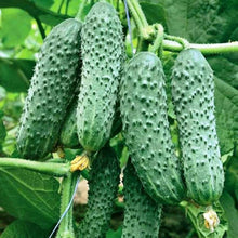Japanese Long Cucumber Seeds for a productive addition to the vegetable patch