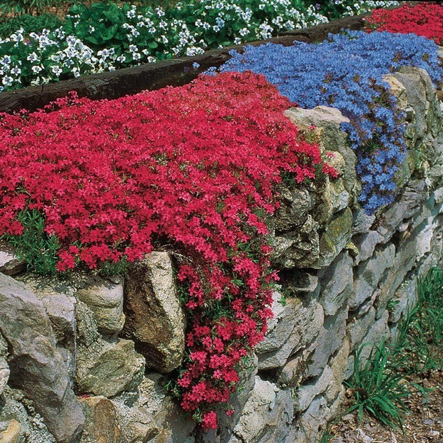 Rock Cress ��������� Arabis spp. ��������� for planting in red flower bed