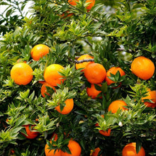 Orange Seeds (Sinensis orchard) for growers planting the Citrus home garden