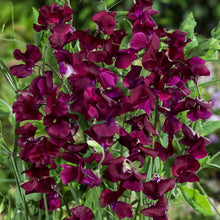 Sweet Pea Winter Elegance Burgundy – Elegant Climbing Seeds for growers stocking a kitchen garden