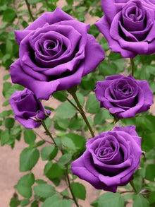 Radiant Purple Rosa Veronia Missurica Seeds for seasonal color across the home garden flower bed