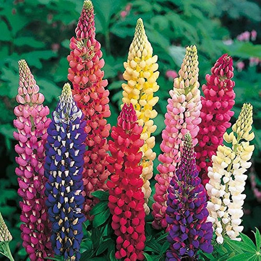 Washington Lupine Lupinus Polyphyllus flower seeds for planting in home garden and pollinator-friendly spaces - for planting in home garden