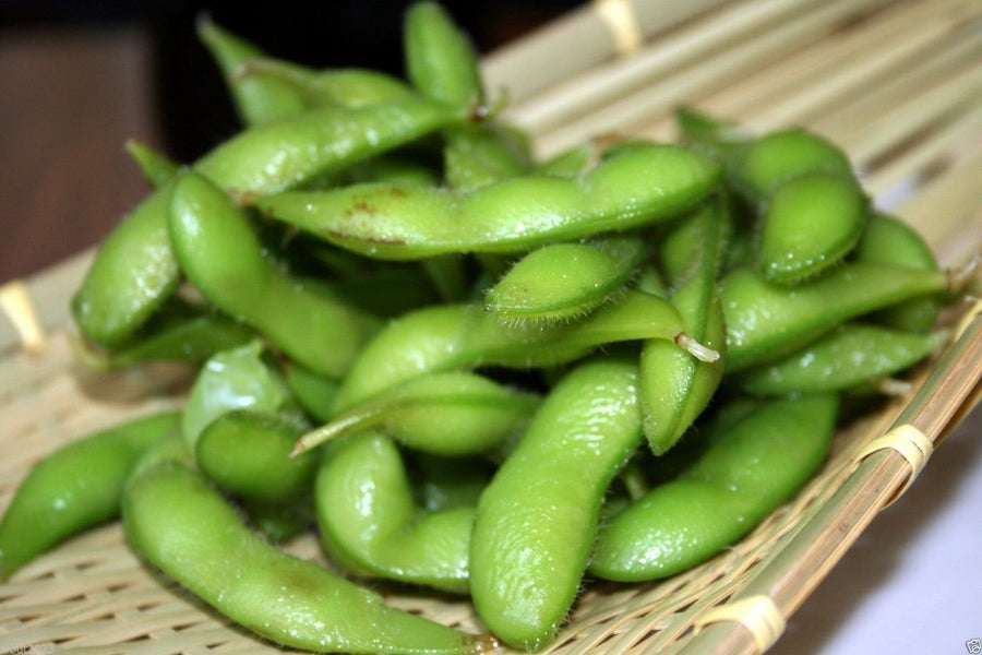 Edamame Soybean (Glycine max) for planting in home vegetable garden