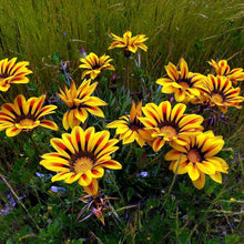 Gazania Rigens Seeds grown for orange Gardening
