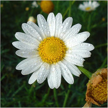 Chamomile Seeds (Matricaria chamomilla) for growers filling out the Herb Garden & Flower Bed