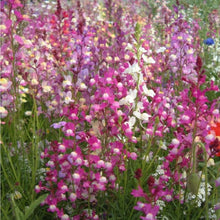 Moroccan Toadflax Seeds for colorful blooms in the Home Garden & Flower Bed