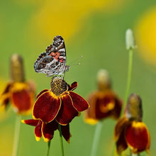 Mexican Hat Ratibida Columnifera Flower Seeds for Planting – Native Wildflower for Pollinator Gardens and Open Landscapes