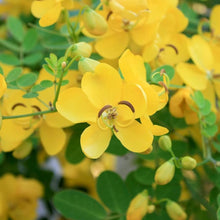 Bubble Senna Seeds for growers filling out the Senna bed native landscape