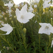 White Platycodon Balloon Flower seeds