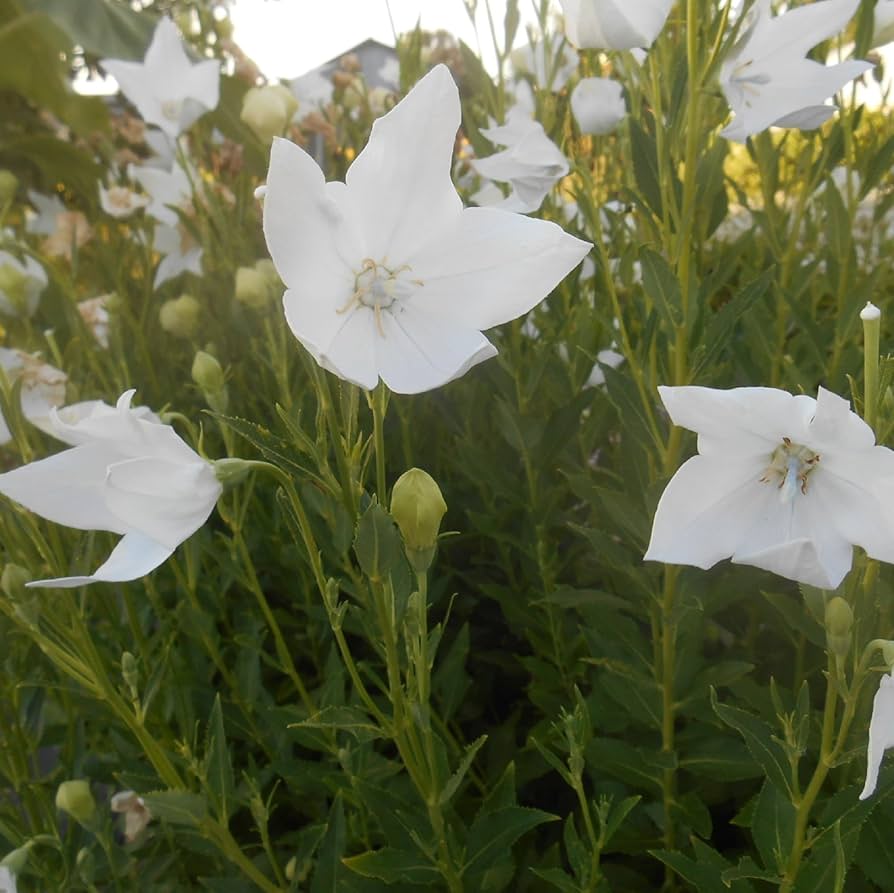 White Platycodon Balloon Flower seeds