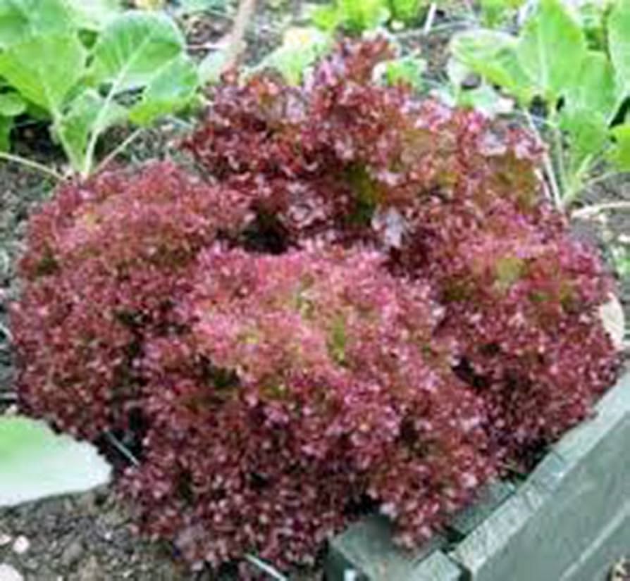 Red Leaf Lolla Rosa Lettuce seeds, heirloom variety