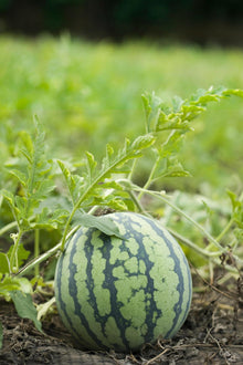 Triple Crown Watermelon Seedless Seeds for growers stocking the summer gardens and backyard harvests