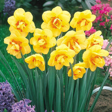 Daffodil Narcissus Pseudonarcissus Seeds for seasonal color across the Home Spring Borders