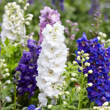 Mixed Delphinium Bonsai Seeds for growers establishing the Garden
