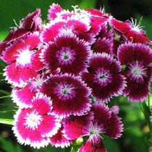 Sweet William Dianthus Barbatus Seeds for a lasting display in the Backyard Borders
