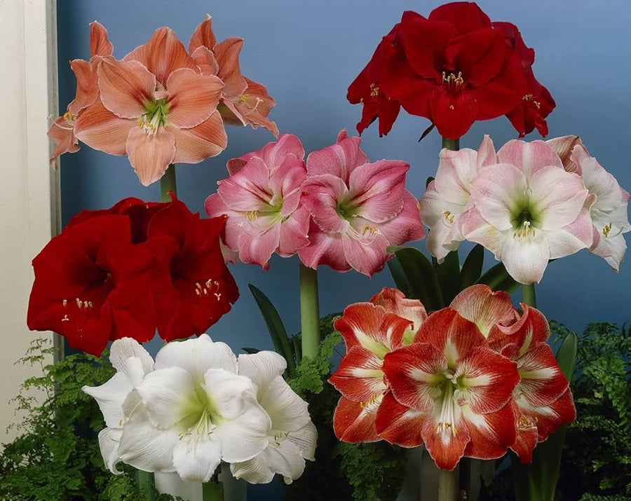 Amaryllis Hippeastrum Species Seeds for planting in flower bed