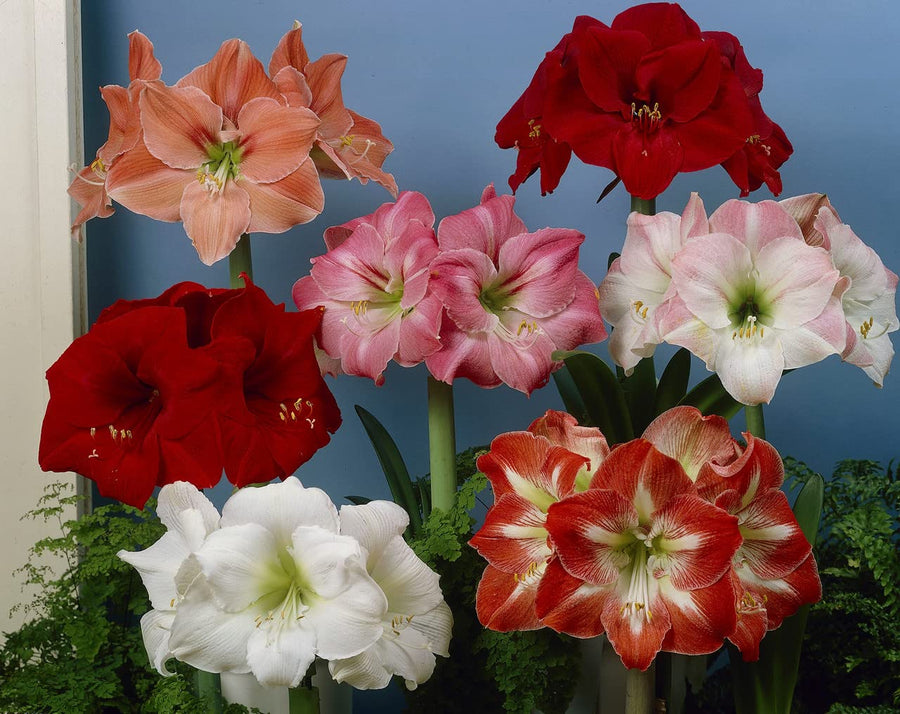 Amaryllis flower plant for planting in home garden