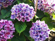 Hydrangea Seeds for trellises and fences in the Large, Beautiful Garden Blooms