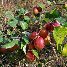 Red Jujube Seeds for a homegrown harvest from the Indoor & Outdoor Garden Decoration