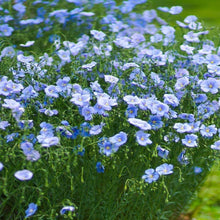Blue Flax Seeds (Linum perenne) for growers filling out the Wildflower Garden Planting