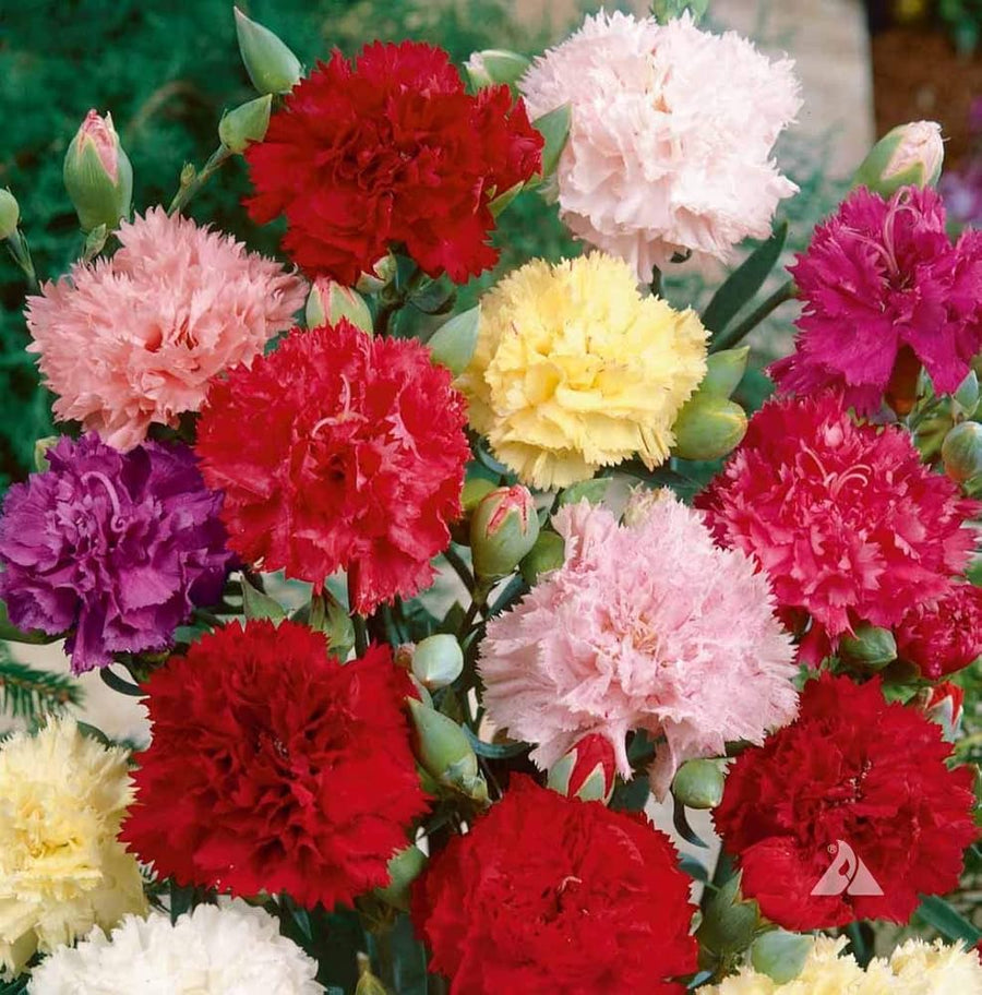 Carnation ��������� Dianthus caryophyllus ��������� for home garden planting