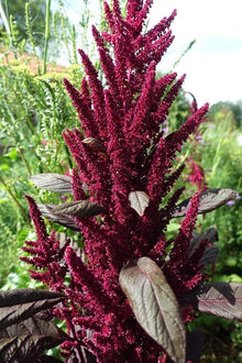Amaranth Seeds (Amaranthus spp.) for seasonal color across the high-nutrient home gardens