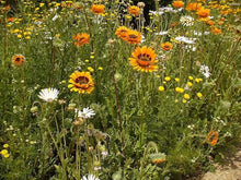 Orange Prince Venidium Seeds prized for bold Orange Flowers
