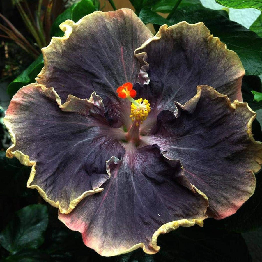 Hibiscus Hibiscus Rosa-Sinensis Dark Light Purple Flower Seeds for Planting – Great for Tropical Landscapes and Decorative Use
