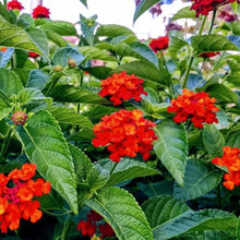 Lantana Seeds for colorful blooms in the Lantana bed patio garden