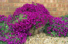 ROCK Cress Seeds for a bright addition to the Dark Pink Garden