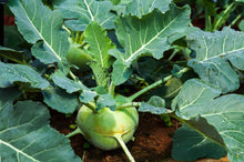 Kohlrabi Vienna White Seeds for growers seeking a long-blooming display
