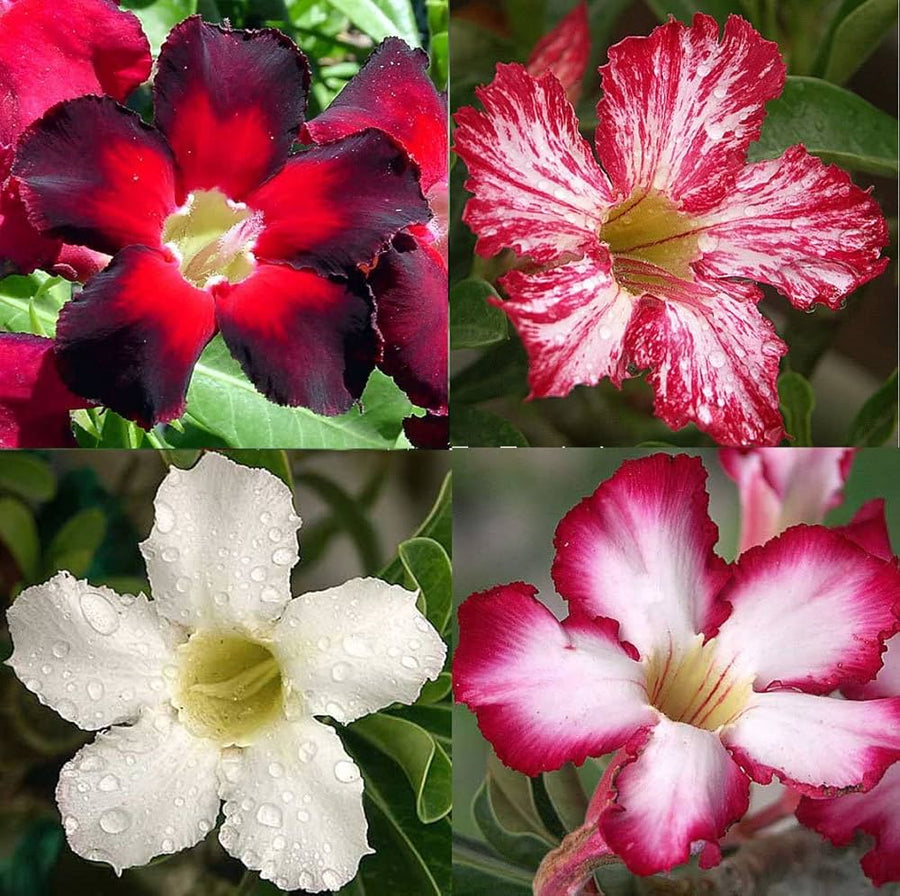 Desert Rose Adenium Obesum Flower Seeds for Planting – Rare Fresh Seeds Suitable for Bonsai and Decorative Pots