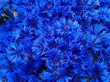 Blue Hibiscus Centaurea Cyanus Flower Seeds