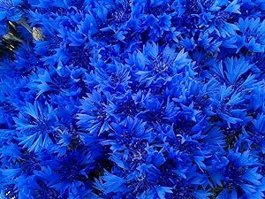 Blue Hibiscus Centaurea Cyanus Flower Seeds