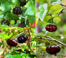 Australian Cherry Seeds, Black Cherry Seeds, Rare Fruit Tree Seeds for Home Garden Planting  Ornamental Garden Plant Garden Plant Seeds