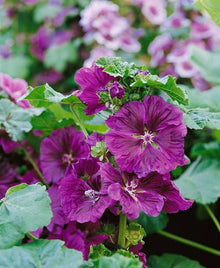 Hollyhock flower Seeds (Alcea rosea) for growers filling out the sunny flower borders