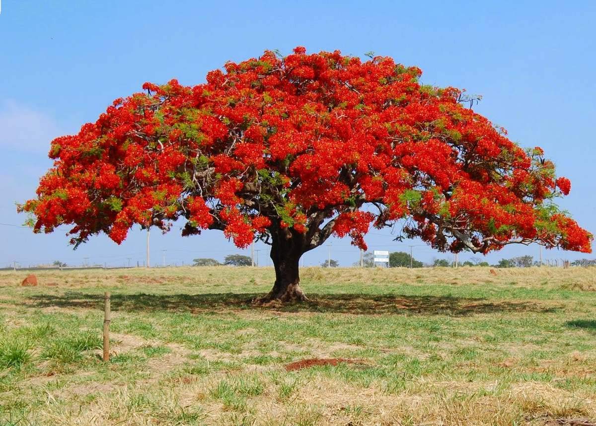 Royal Poinciana Tree ��������� Delonix regia ��������� for planting in tropical garden