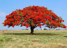 Royal Poinciana Tree ��������� Delonix regia ��������� for planting in tropical garden