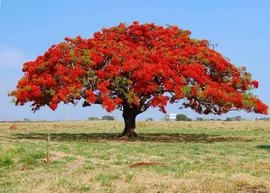 Royal Poinciana Tree ��������� Delonix regia ��������� for planting in tropical garden