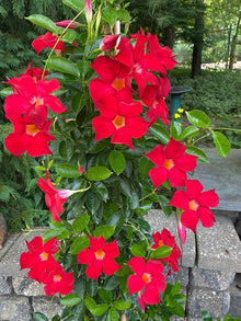 Rare Seeds Of Dipladenia Sanderi Living Climbing Plant Mandevilla Sanderi Outdoor Ornament Bonsa Garden Plant age Of  Ornamental Garden Plant Garden Plant Seeds